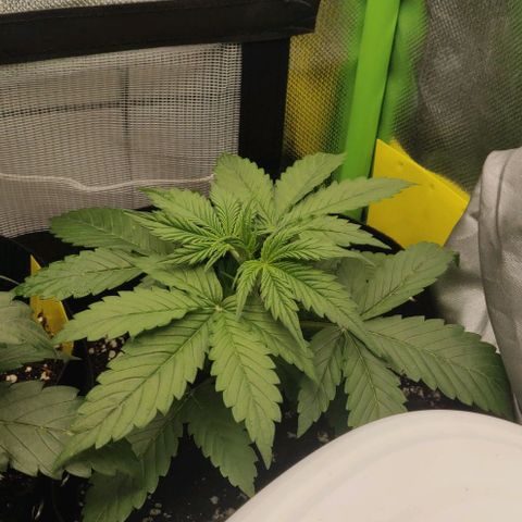 Lemon Haze Auto  growlog timeline photo