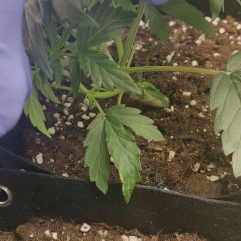 Lemon Haze Auto  growlog timeline photo