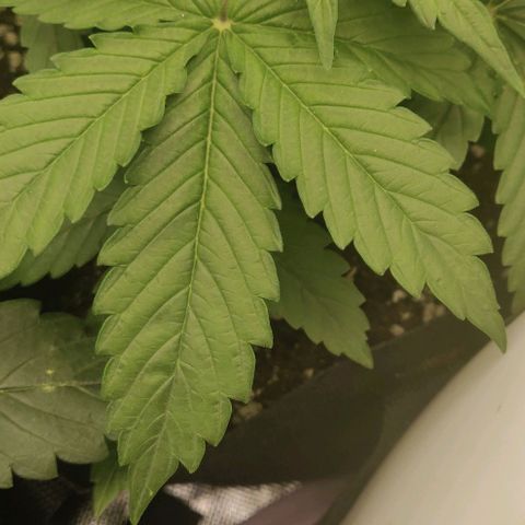 Lemon Haze Auto  growlog timeline photo
