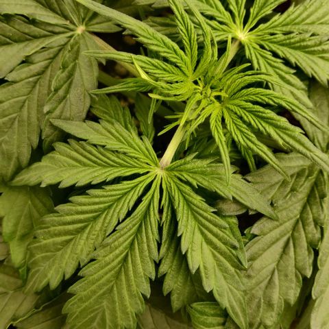 Lemon Haze Auto  growlog timeline photo