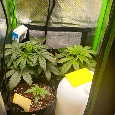 Lemon Haze Auto  growlog timeline photo