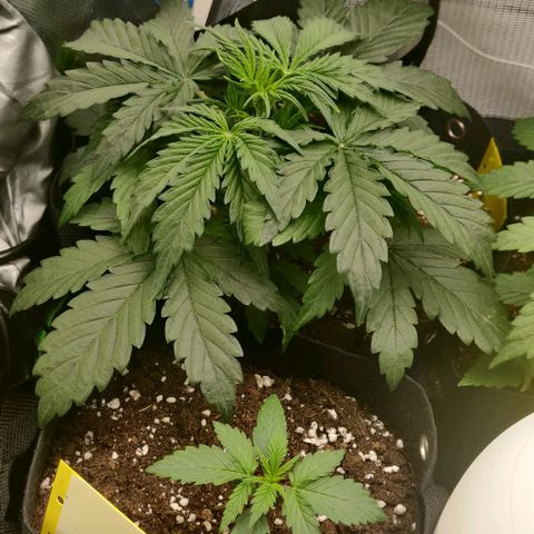 Lemon Haze Auto  growlog timeline photo