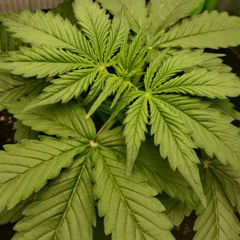 Lemon Haze Auto  growlog timeline photo
