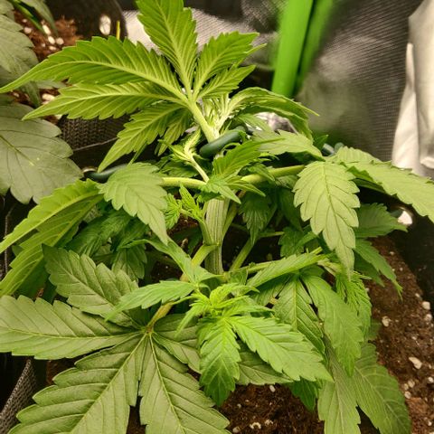 Lemon Haze Auto  growlog timeline photo