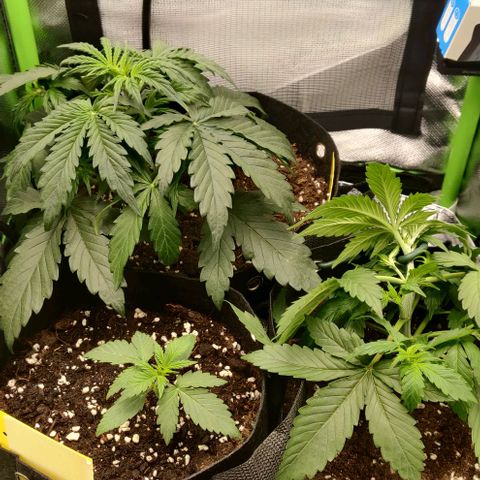 Lemon Haze Auto  growlog timeline photo