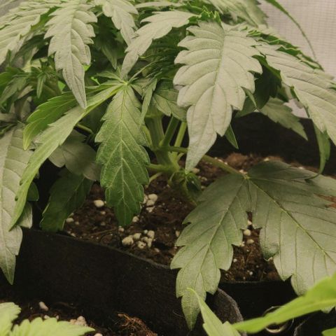 Lemon Haze Auto  growlog timeline photo