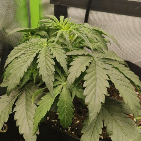 Lemon Haze Auto  growlog timeline photo