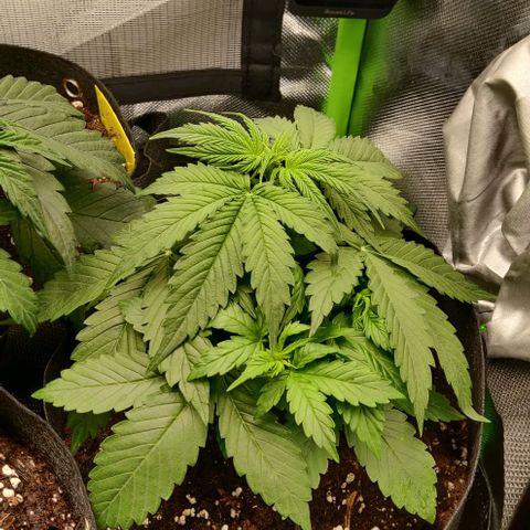 Lemon Haze Auto  growlog timeline photo