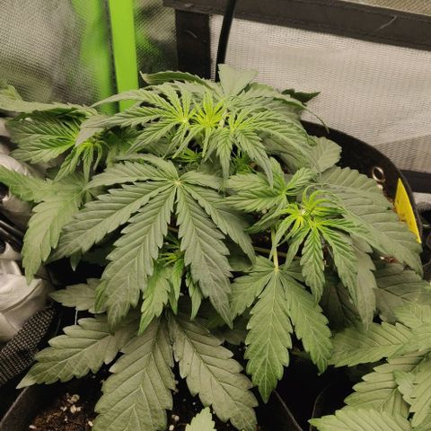 Lemon Haze Auto  growlog timeline photo