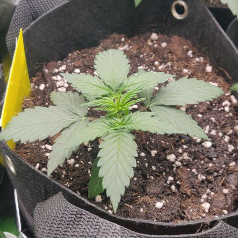 Lemon Haze Auto  growlog timeline photo