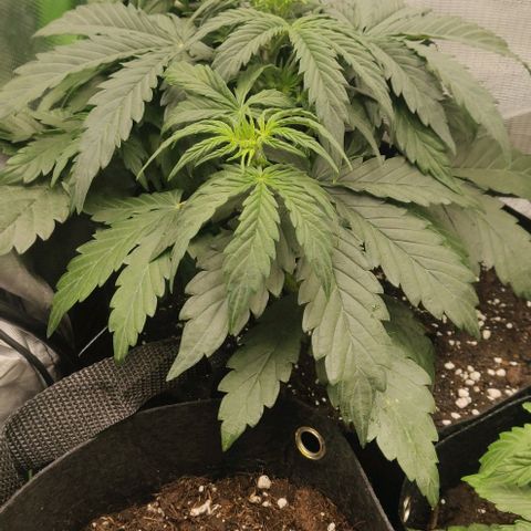 Lemon Haze Auto  growlog timeline photo