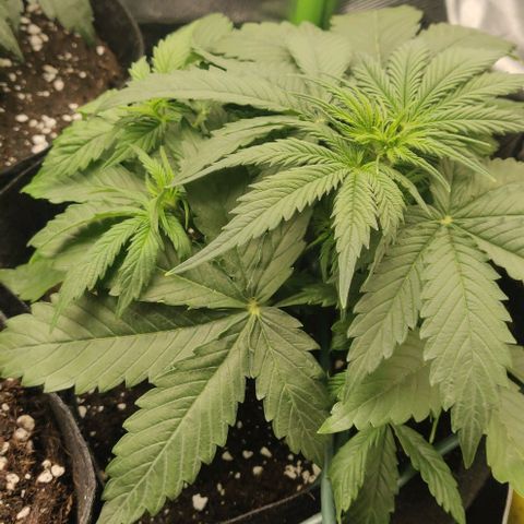 Lemon Haze Auto  growlog timeline photo