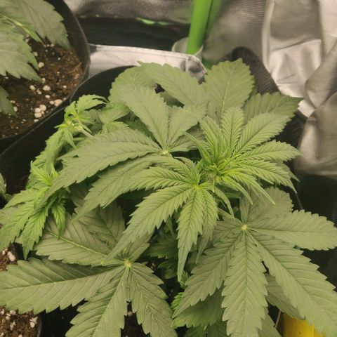 Lemon Haze Auto  growlog timeline photo