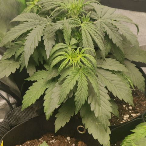 Lemon Haze Auto  growlog timeline photo