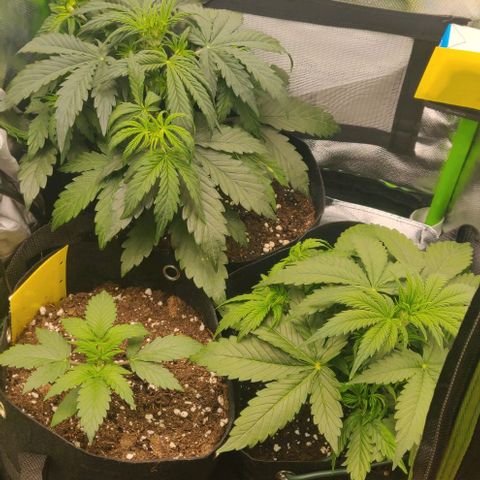 Lemon Haze Auto  growlog timeline photo