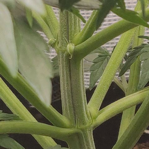 Lemon Haze Auto  growlog photo: Leichte Angst vor Zwitter bei Gisela, muss ich beobachten die Bällchen :(((