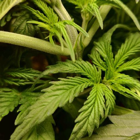 Lemon Haze Auto  growlog photo: Leichte Angst vor Zwitter bei Gisela, muss ich beobachten die Bällchen :(((