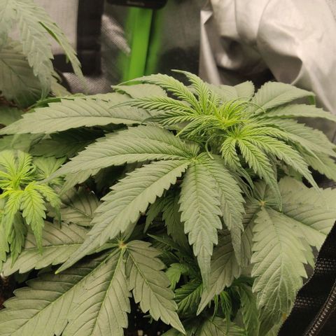 Lemon Haze Auto  growlog photo: Leichte Angst vor Zwitter bei Gisela, muss ich beobachten die Bällchen :(((