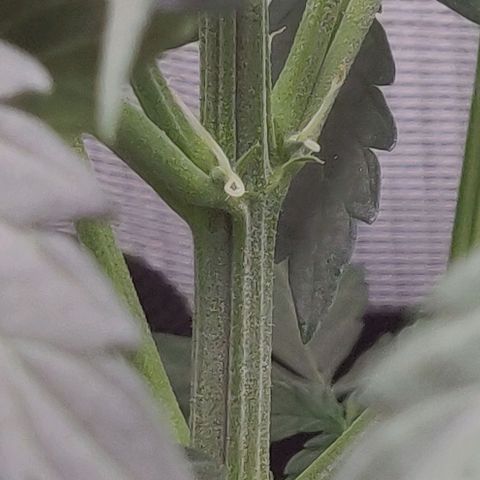 Lemon Haze Auto  growlog photo: Leichte Angst vor Zwitter bei Gisela, muss ich beobachten die Bällchen :(((