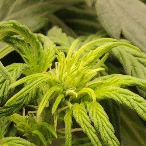 Lemon Haze Auto  growlog photo: Leichte Angst vor Zwitter bei Gisela, muss ich beobachten die Bällchen :(((
