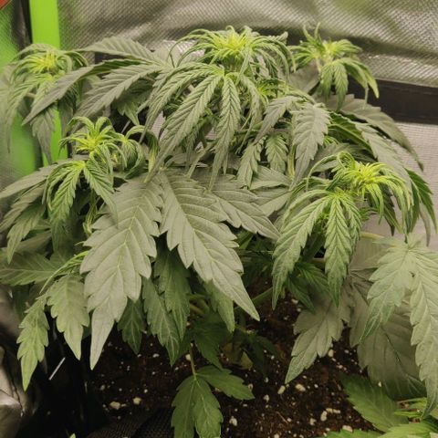 Lemon Haze Auto  growlog photo: Leichte Angst vor Zwitter bei Gisela, muss ich beobachten die Bällchen :(((
