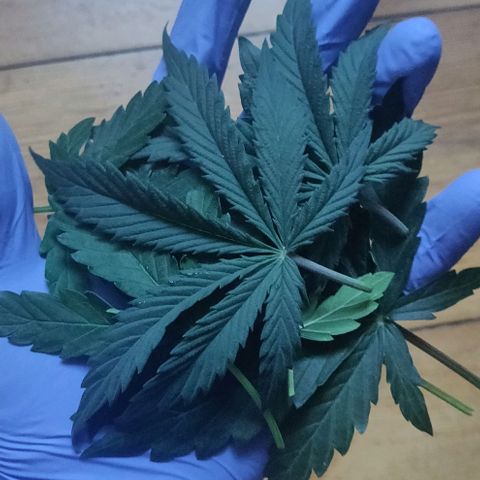 Lemon Haze Auto  growlog timeline photo