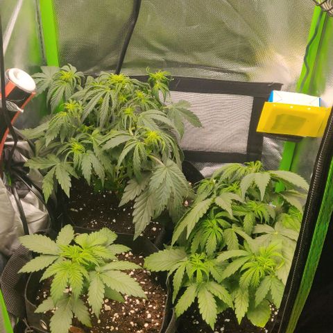Lemon Haze Auto  growlog timeline photo