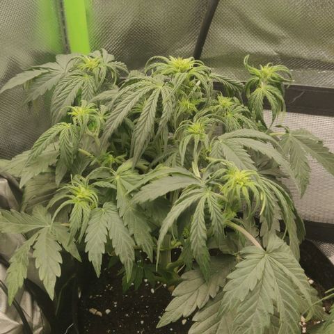 Lemon Haze Auto  growlog timeline photo