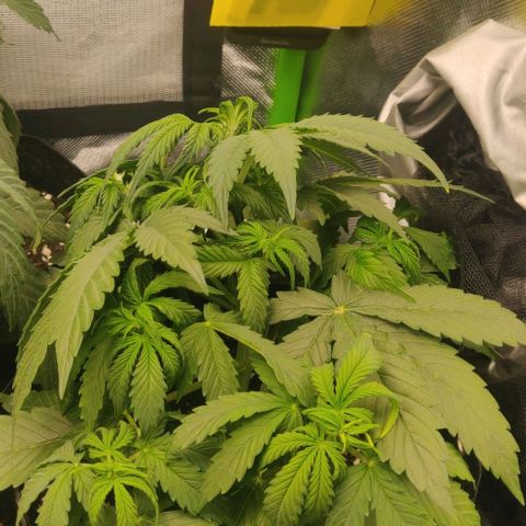 Lemon Haze Auto  growlog timeline photo