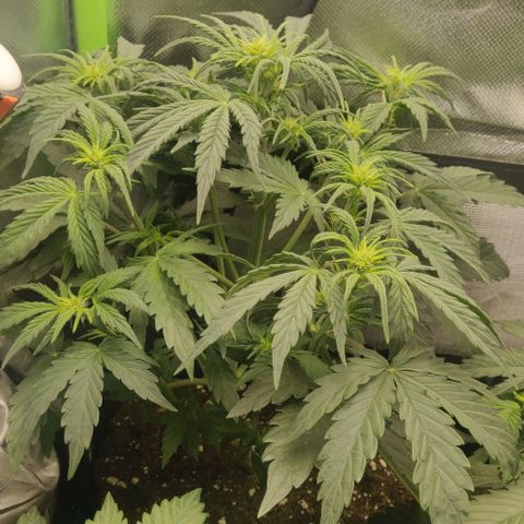 Lemon Haze Auto  growlog timeline photo