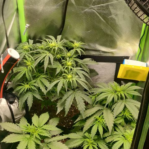 Lemon Haze Auto  growlog timeline photo