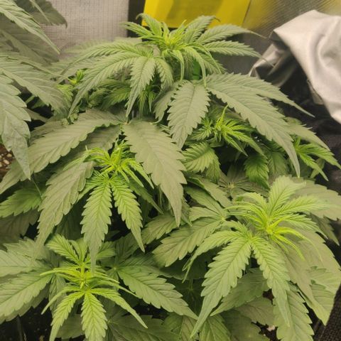 Lemon Haze Auto  growlog timeline photo