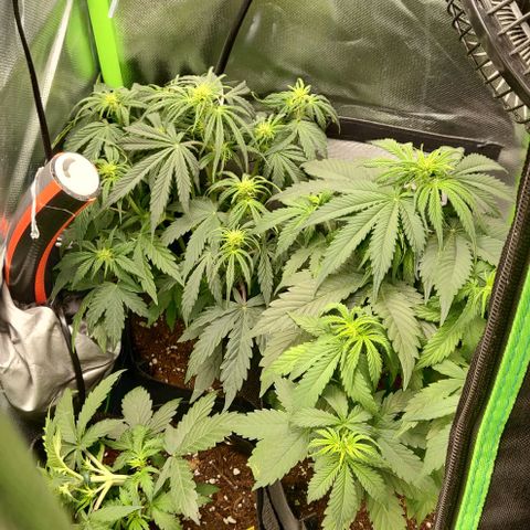 Lemon Haze Auto  growlog timeline photo