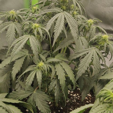 Lemon Haze Auto  growlog timeline photo