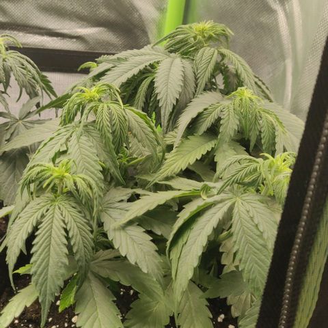 Lemon Haze Auto  growlog timeline photo