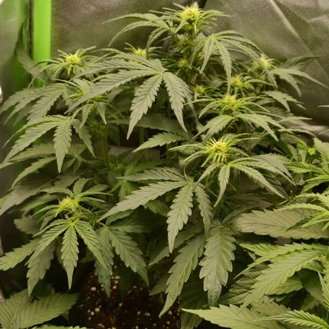 Lemon Haze Auto  growlog timeline photo