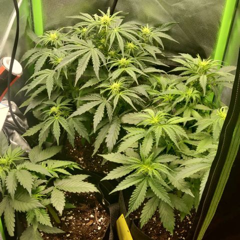 Lemon Haze Auto  growlog timeline photo