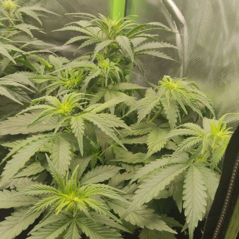 Lemon Haze Auto  growlog timeline photo