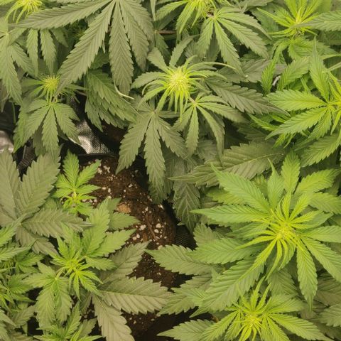 Lemon Haze Auto  growlog timeline photo