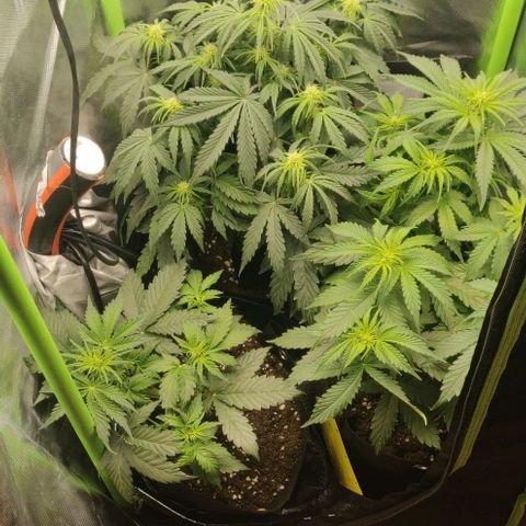 Lemon Haze Auto  growlog timeline photo