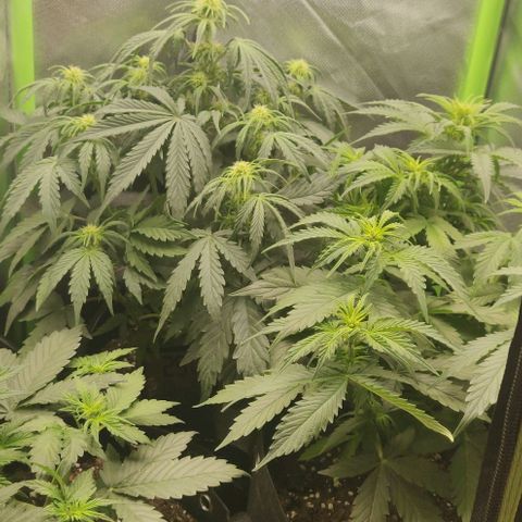 Lemon Haze Auto  growlog timeline photo