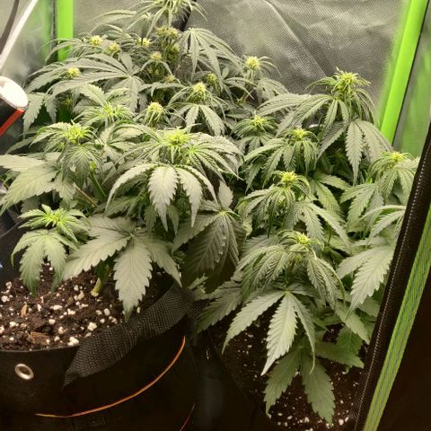 Lemon Haze Auto  growlog timeline photo