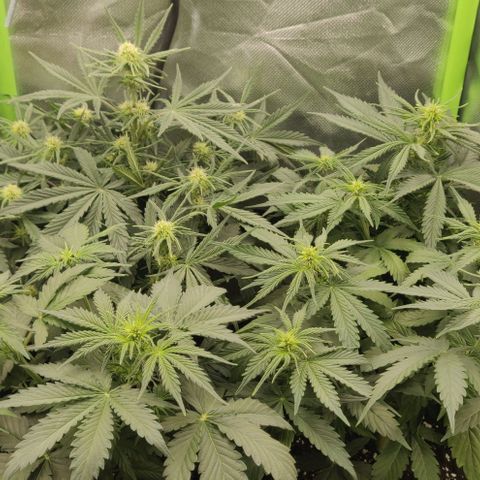 Lemon Haze Auto  growlog photo: Und auch mal ein Foto, wenn sie nicht gerade erst aufgestanden sind 