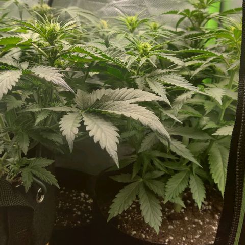 Lemon Haze Auto  growlog timeline photo