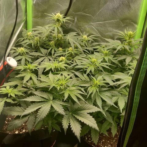 Lemon Haze Auto  growlog timeline photo