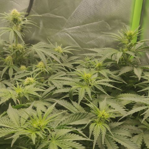 Lemon Haze Auto  growlog timeline photo