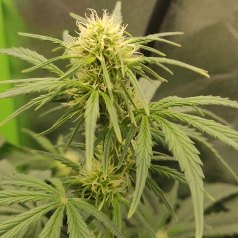 Lemon Haze Auto  growlog timeline photo