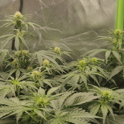 Lemon Haze Auto  growlog timeline photo