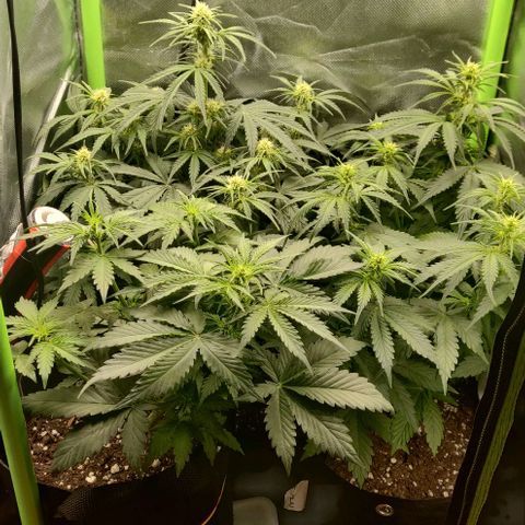 Lemon Haze Auto  growlog timeline photo