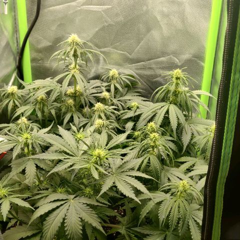 Lemon Haze Auto  growlog timeline photo